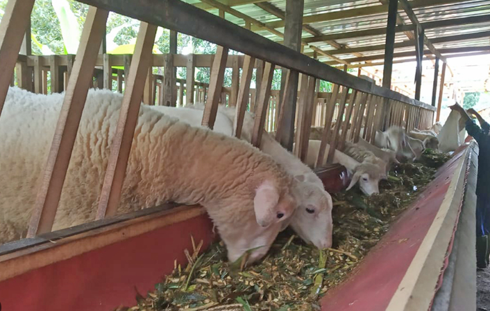 Panduan Lengkap Beternak Kambing dan Domba untuk Pemula
